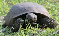 Gopherus polyphemus