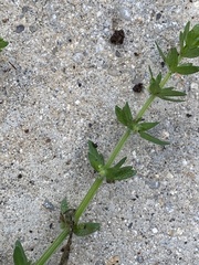Galium virgatum