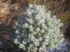 Podalyria sericea