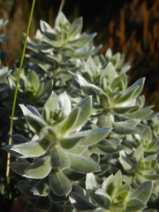 Podalyria sericea