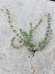 Galium virgatum