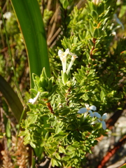 Gnidia tomentosa