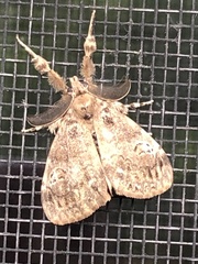 Orgyia detrita