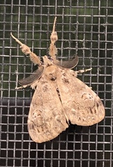Orgyia detrita