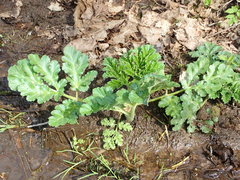 Heracleum sosnowskyi