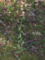 Erigeron tenuis