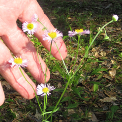 Erigeron tenuis