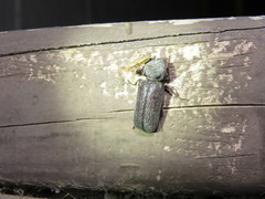 Apatides fortis