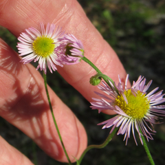 Erigeron tenuis