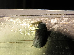 Apatides fortis