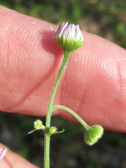 Erigeron tenuis