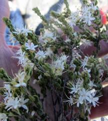 Agathosma blaerioides