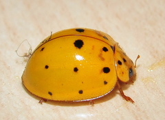 Harmonia vigintiduomaculata