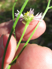 Erigeron tenuis