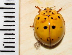 Harmonia vigintiduomaculata
