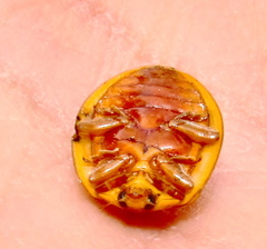 Harmonia vigintiduomaculata