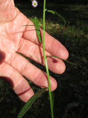 Erigeron tenuis