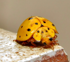 Harmonia vigintiduomaculata