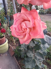Rosa