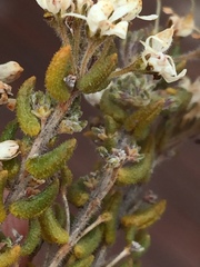 Agathosma blaerioides