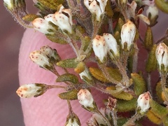 Agathosma blaerioides