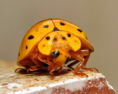 Harmonia vigintiduomaculata