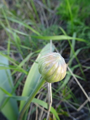 Allium tulipifolium