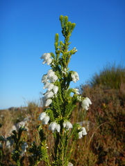 Erica physodes