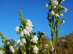 Erica physodes