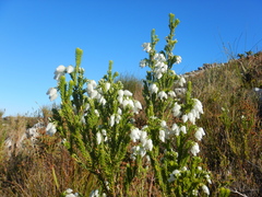 Erica physodes
