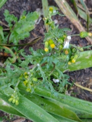 Senecio vulgaris
