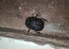 Coprophanaeus gamezi