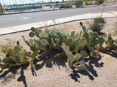 Opuntia