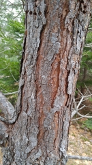 Pinus banksiana image