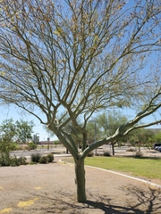 Parkinsonia