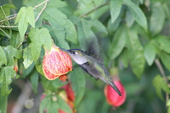 Stephanoxis loddigesii