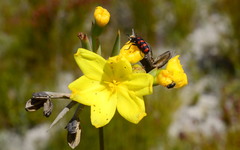 Bobartia longicyma