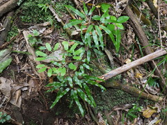Lygodium articulatum