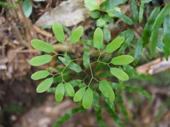 Lygodium articulatum