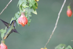 Stephanoxis loddigesii