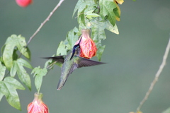 Stephanoxis loddigesii