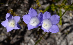 Roella ciliata