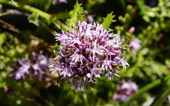 Lobelia jasionoides