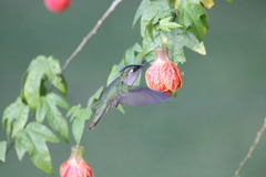 Stephanoxis loddigesii