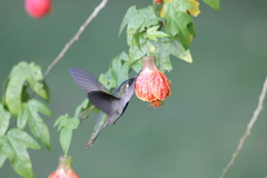 Stephanoxis loddigesii