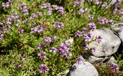 Lobelia jasionoides