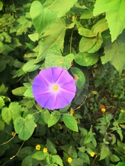 Ipomoea mitchelliae