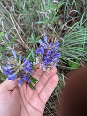 Pediomelum cuspidatum