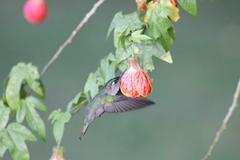 Stephanoxis loddigesii