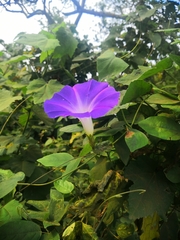 Ipomoea mitchelliae